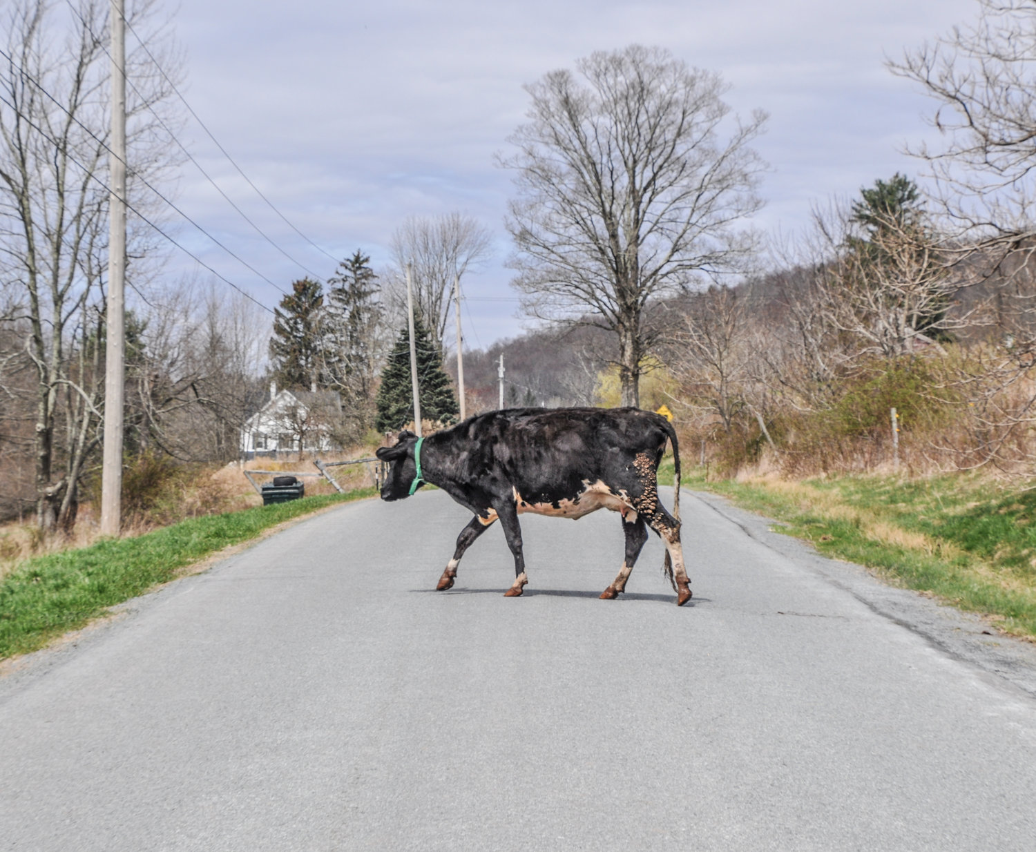 A friendly cow crossed the road to check out all of the excitement. We love cows.